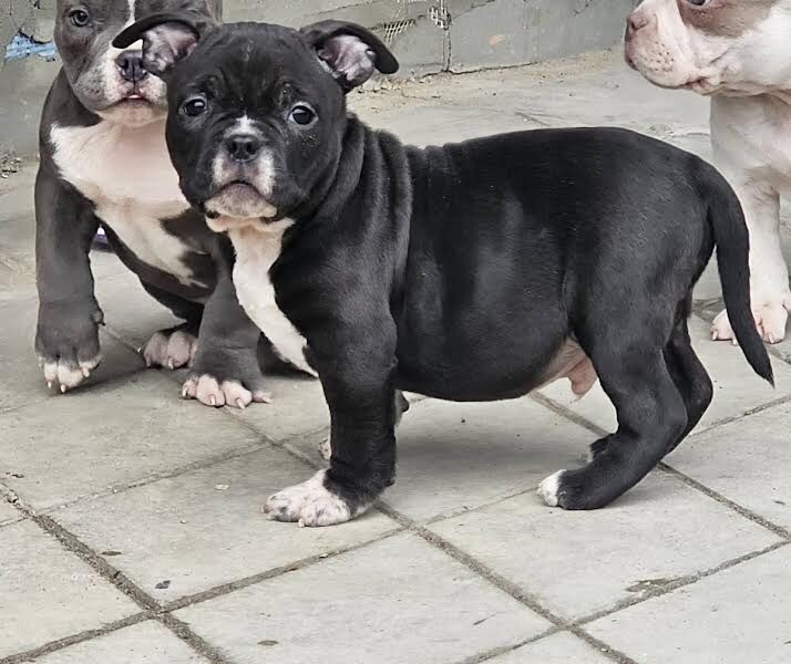 American bully micro-pocket