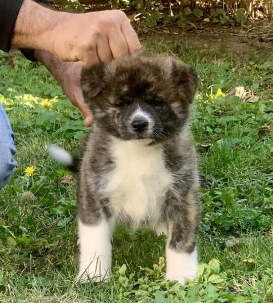 Akita inu stenci