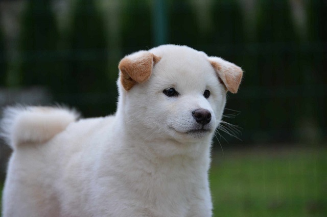 Šiba Inu ( shiba inu ) štenci