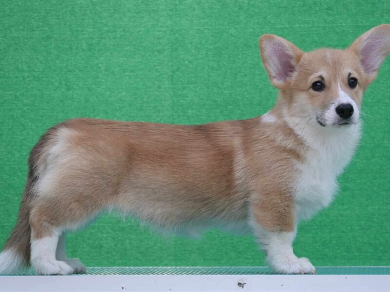 Velski korgi/Welsh Corgi Pembroke