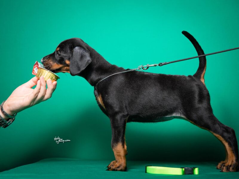 Doberman štenci vrhunskog porekla