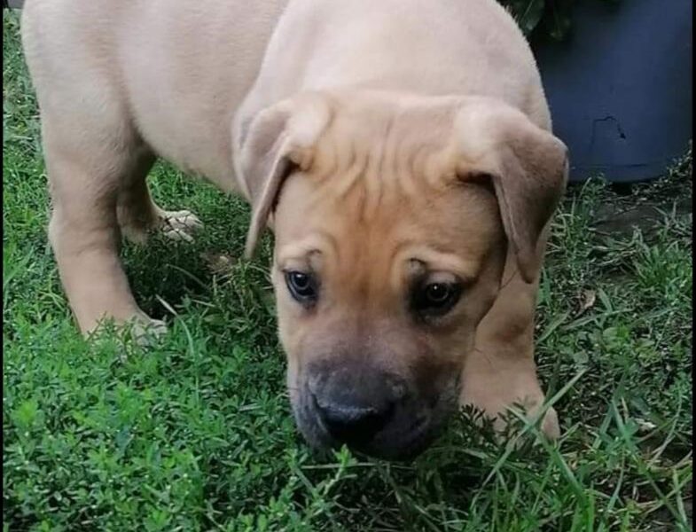 Juznoafricki mastif BOERBOEL-BURBUL