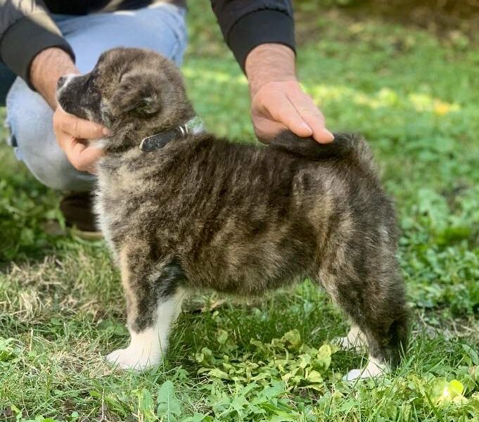 Akita inu stenci