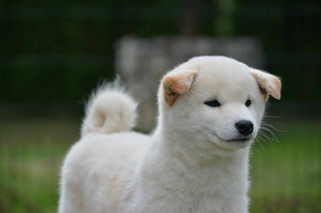 Šiba Inu ( shiba inu ) štenci