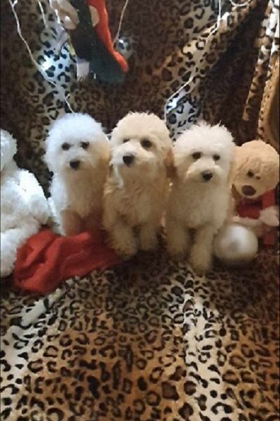 Maltipoo štenci, prelepi i vrhunski