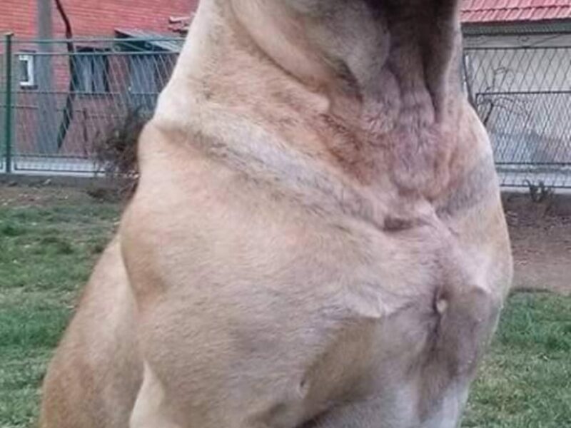 Juznoafricki mastif BOERBOEL-BURBUL