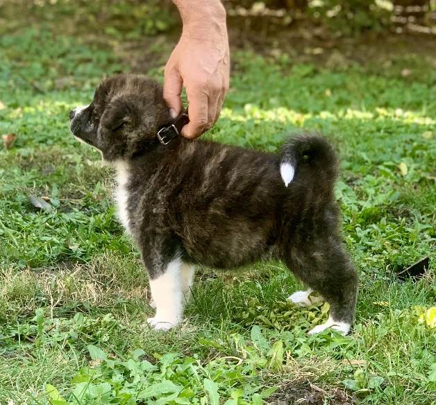 Akita inu stenci