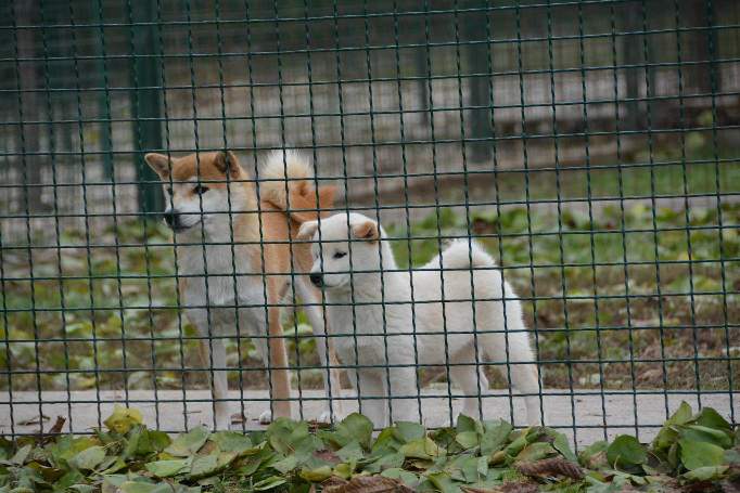 Šiba Inu ( shiba inu ) štenci