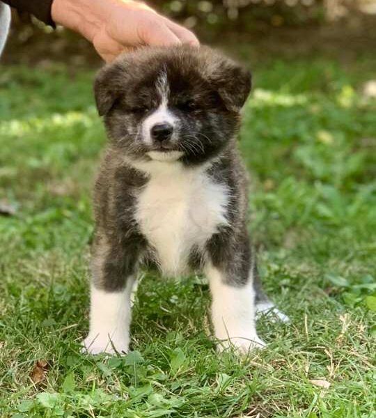 Akita inu stenci