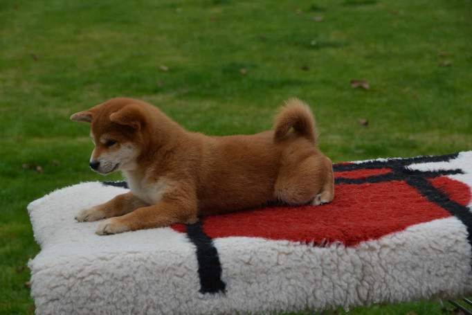 Šiba Inu ( shiba inu ) štenci