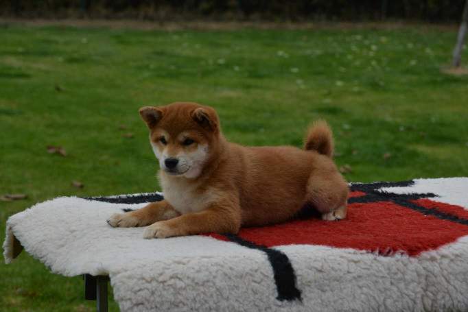 Šiba Inu ( shiba inu ) štenci