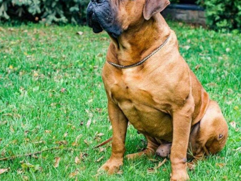 Juznoafricki mastif BOERBOEL-BURBUL