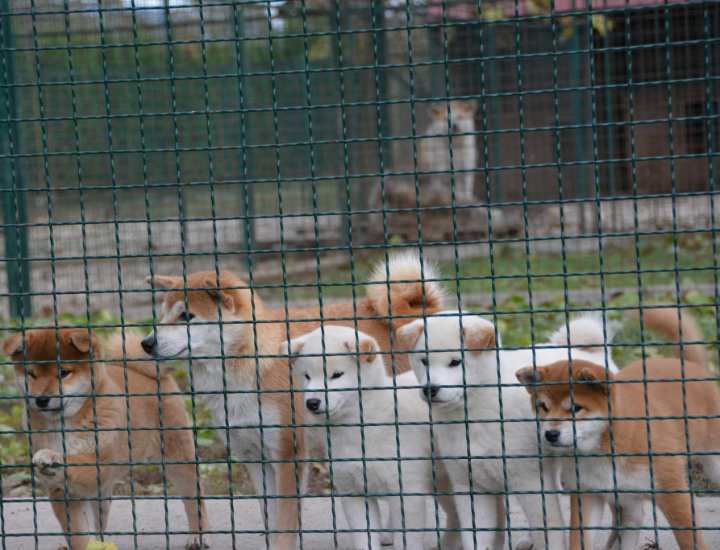 Šiba Inu ( shiba inu ) štenci