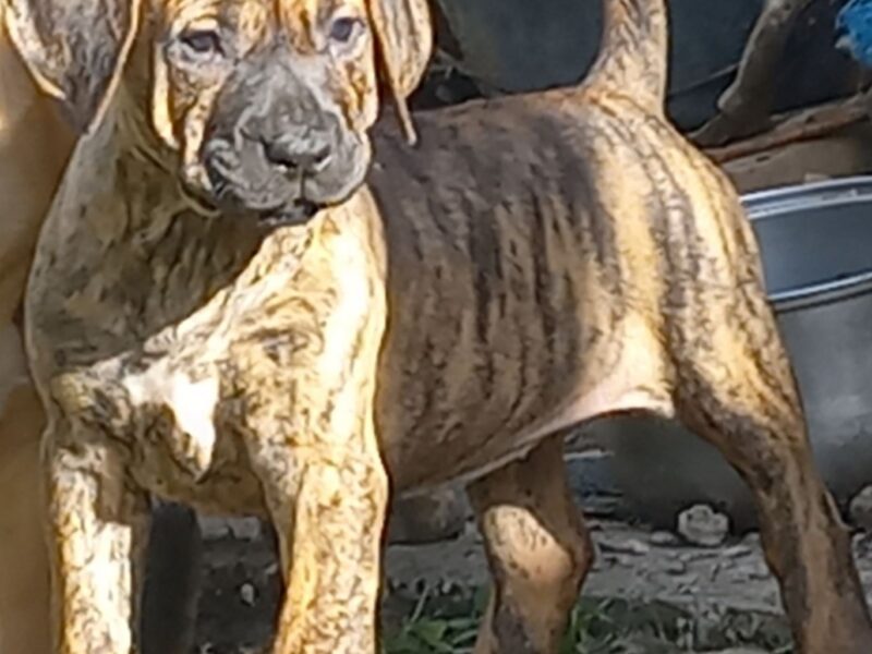 Presa Canario prelepi štenci