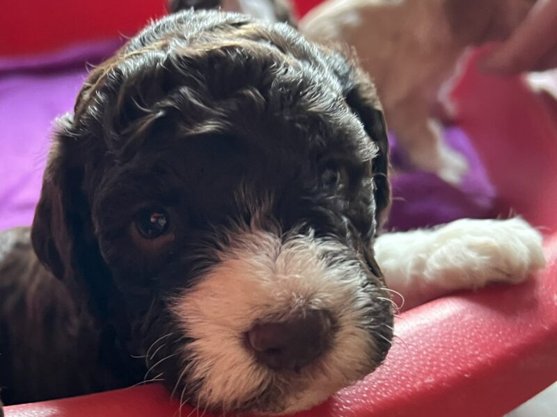 Lagotto Romagnolo štenci