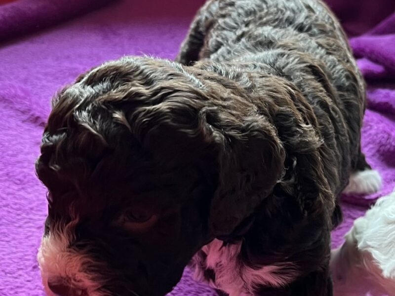 Lagotto Romagnolo štenci