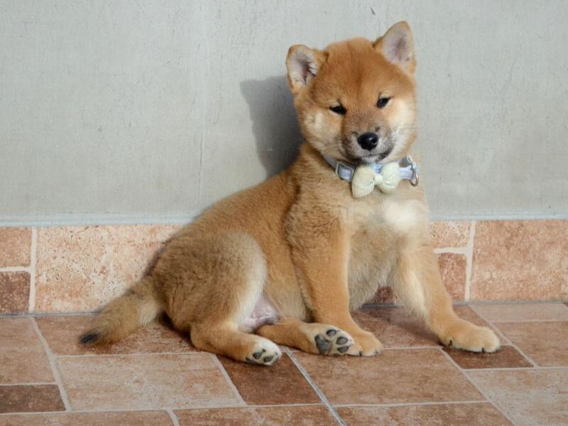 Shiba Inu štenci