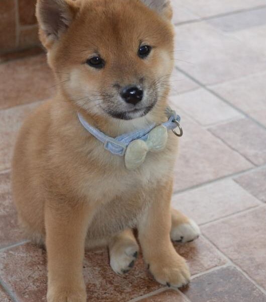 Shiba Inu štenci