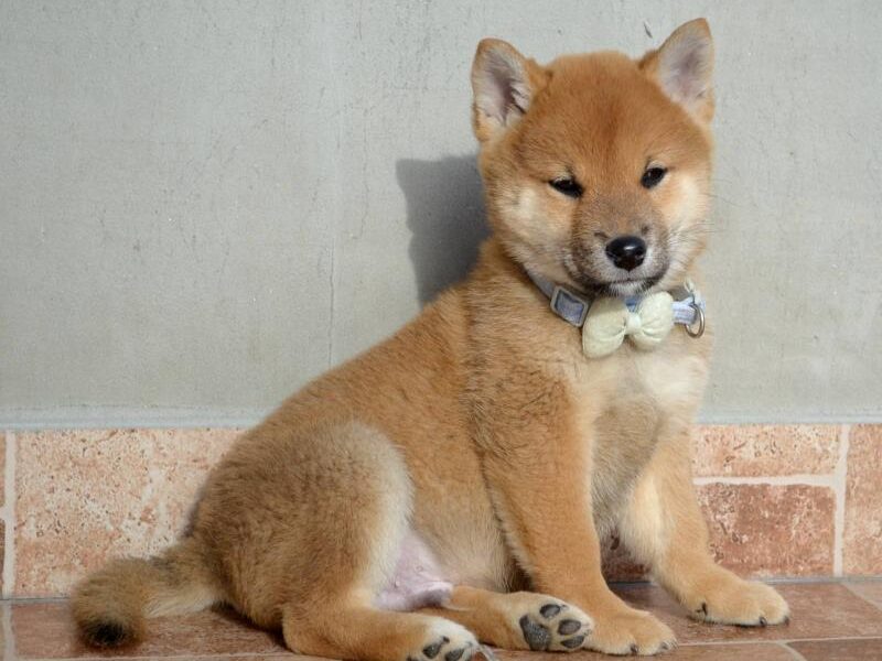 Shiba Inu štenci