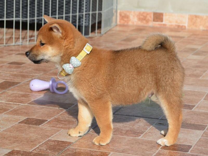 Shiba Inu štenci