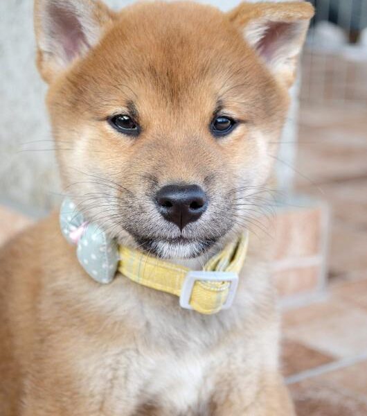 Shiba Inu štenci