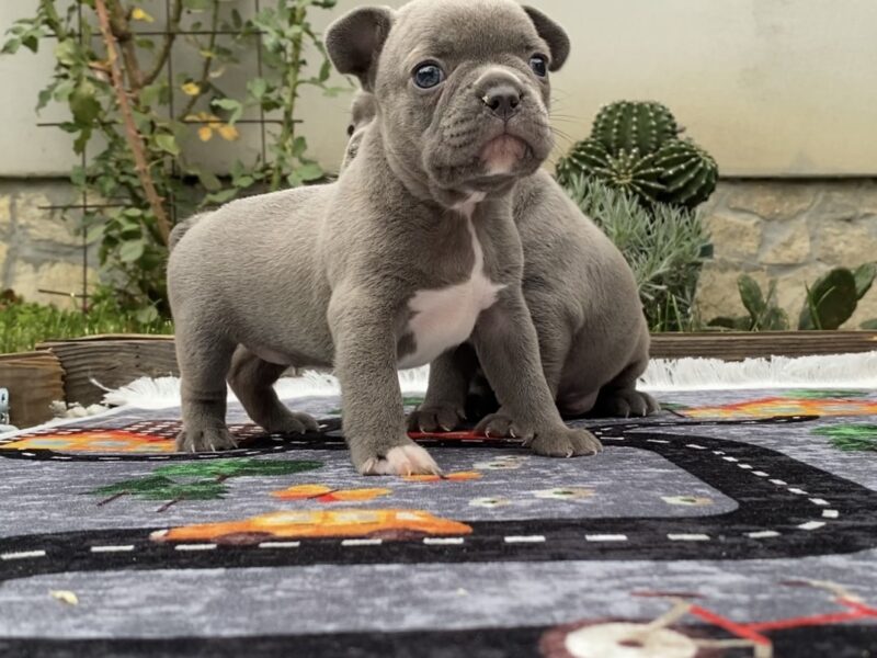 Francuski Buldog Exotic boje