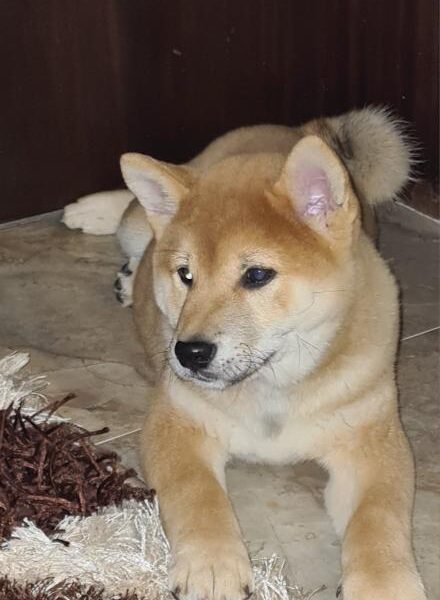 Shiba inu POVOLJNO