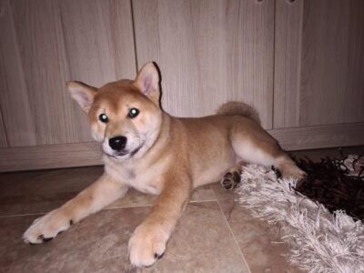 Shiba inu POVOLJNO