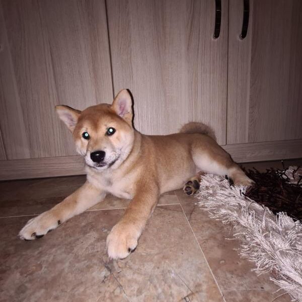 Shiba inu POVOLJNO