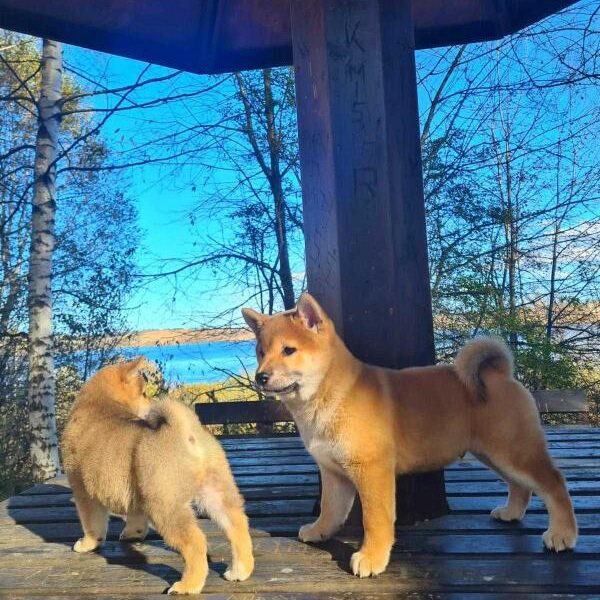 Shiba inu POVOLJNO