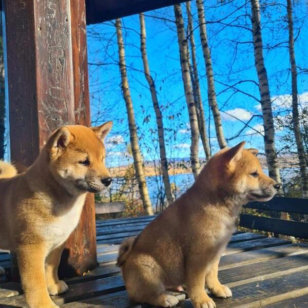 Shiba inu POVOLJNO