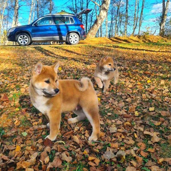 Shiba inu POVOLJNO