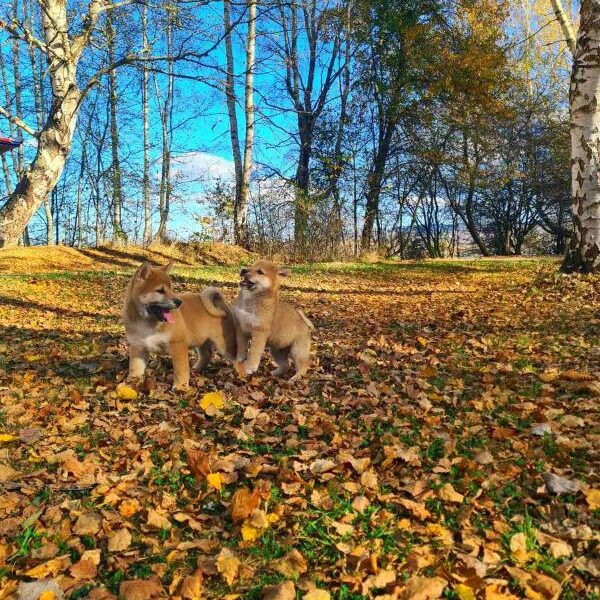 Shiba inu POVOLJNO