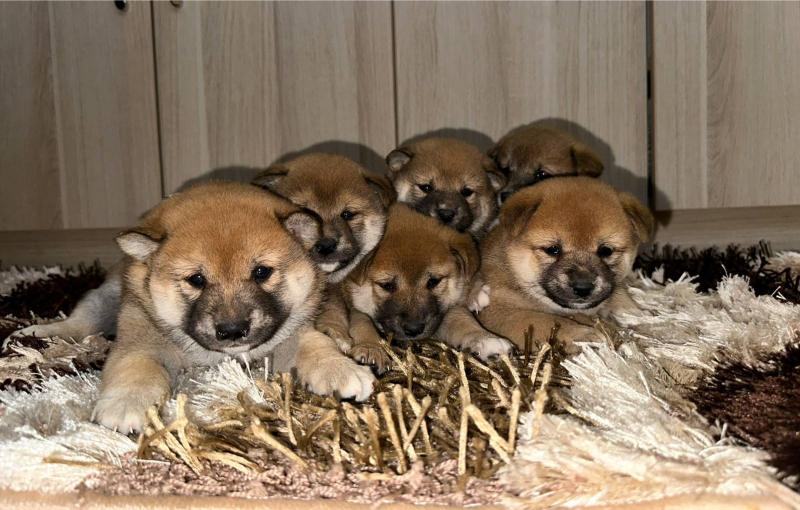 Shiba inu POVOLJNO