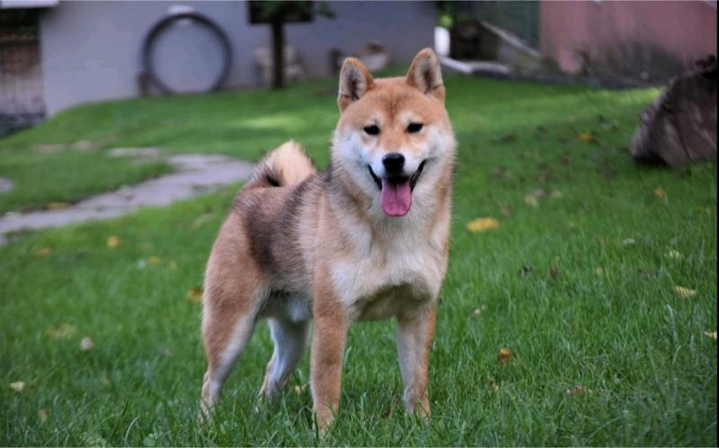 Shiba inu POVOLJNO