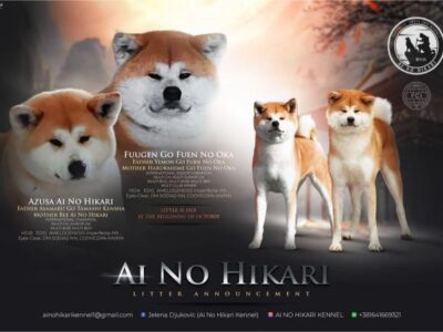 Japanska Akita štenci