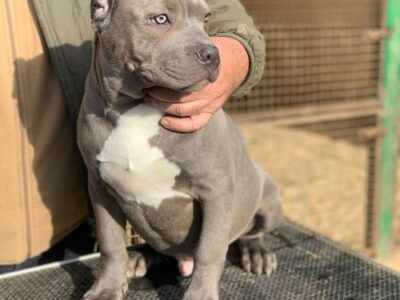 American bully XL