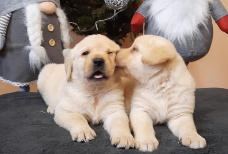 Labrador, prelepi čistokrvni štenci