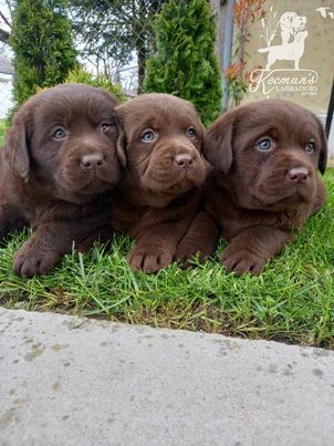 Labrador Retriver štenci