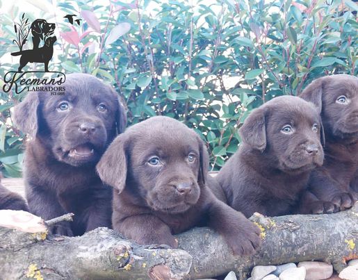 Labrador Retriver štenci