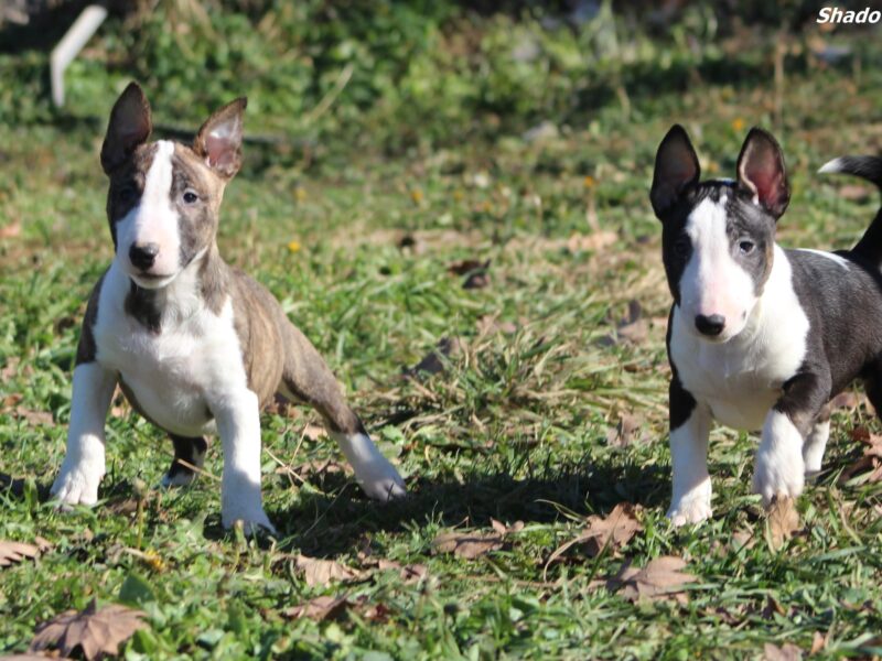 Mini Bull Terijer štenci