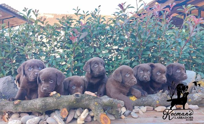 Labrador Retriver štenci