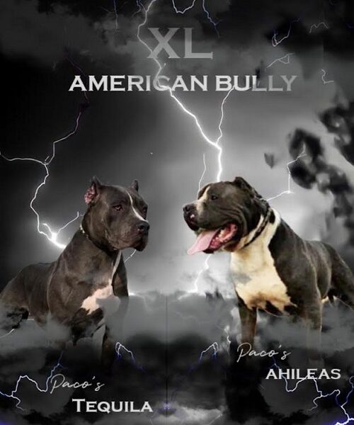 American bully XL