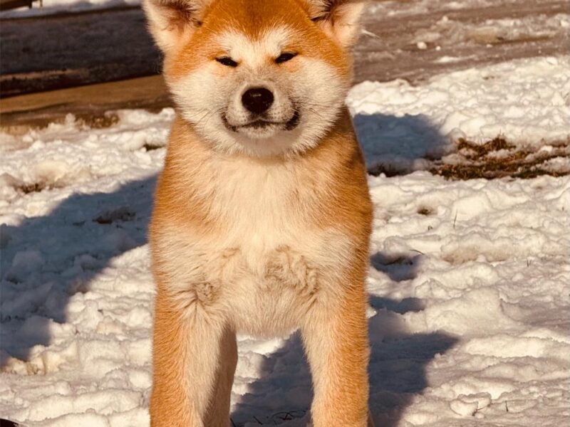 Japanska Akita štenci