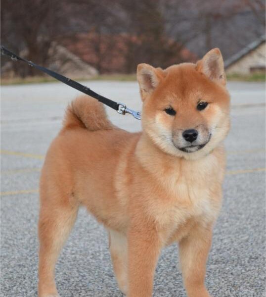 Shiba Inu Štenci