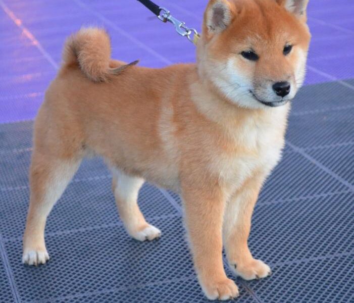 Shiba Inu Štenci