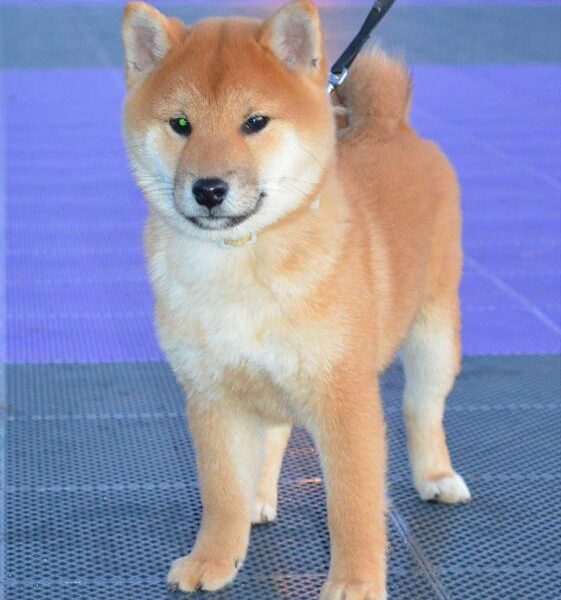 Shiba Inu Štenci