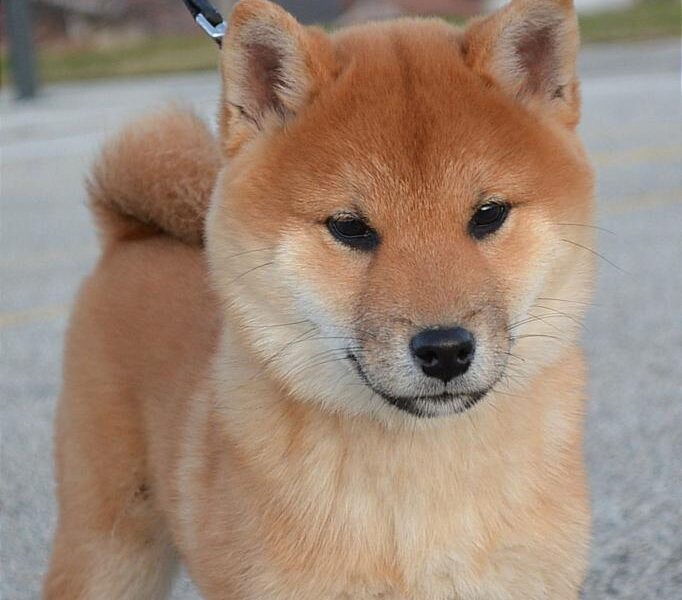 Shiba Inu Štenci