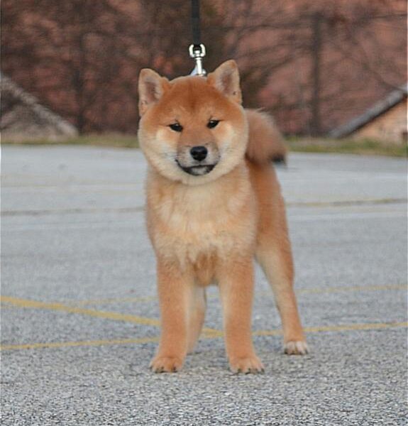 Shiba Inu Štenci