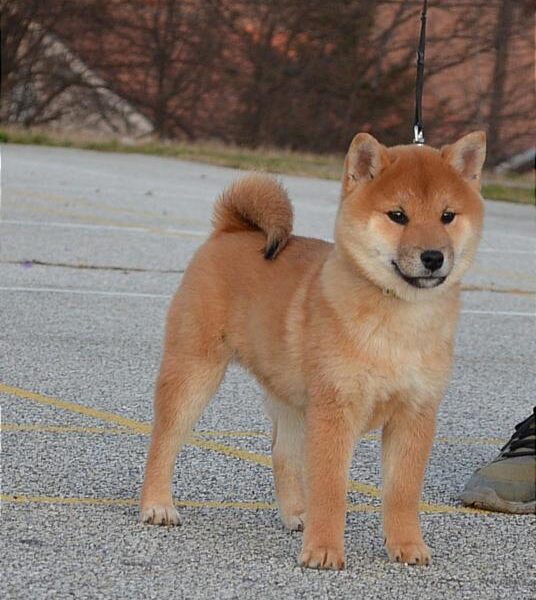 Shiba Inu Štenci